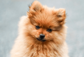 Brown Pomeranian
